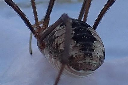 Réf. 298 410 : Phalangium opilio